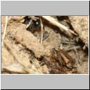 Tachysphex obscuripennis - Grabwespe w11j 8mm mit Schabe - Sandgrube Niedringhaussee.jpg